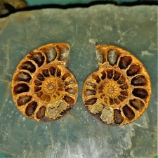  Phylloceras Paar Poliert