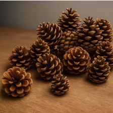 40x Tannenzapfen Schwarzkiefer