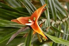 GF 1181VZ Freycinetia sp Litchi Like Seeds Kletterpflanze Zaden Samen Stück 10