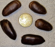 10 Samen von einer selbstfruchten Indianerbananen. PawPaw Paw Paw