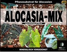 Alocasia Mix Alocasien Erde