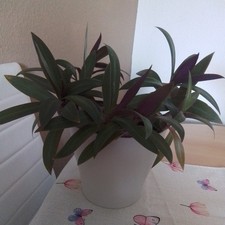 Tradescantia rhoeo - tradescantia,