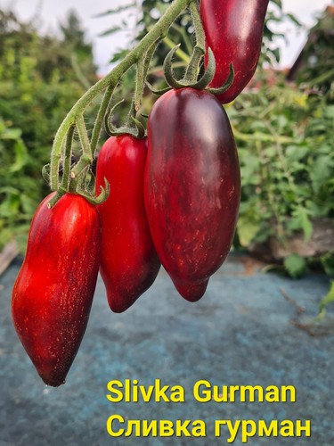 Tomatensamen slivka gurman - slivka,