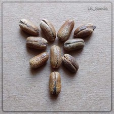 10 x Phoenix theophrasti Samen