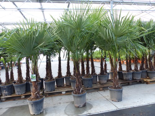 Xxl palme winterhart 170 190 - xxl+,