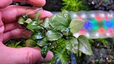  Aquariumpflanze / Anubias Mini Jade / Ableger 🍀🪷🌷🪴🪻🌹🪷
