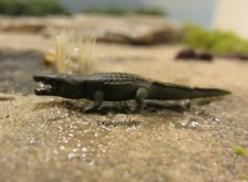 ( 1:220 ) Krokodil - ca. L 1,3