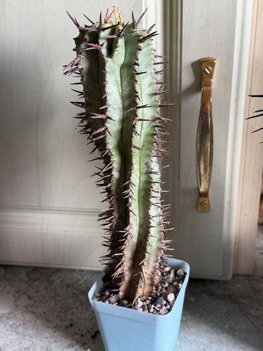 Succulente euphorbia horrida - euphorbia,