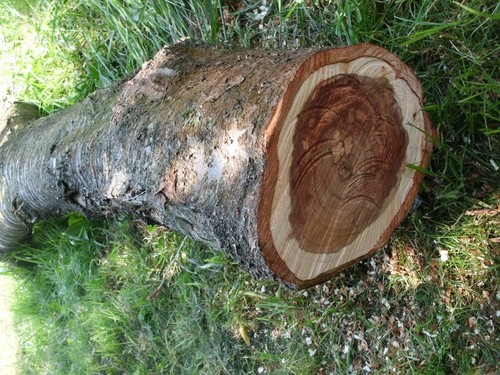Drechselholz holzstamm - drechselholz,
