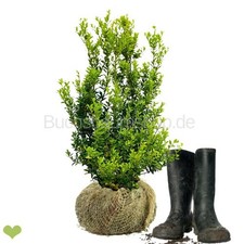 Ilex Max.'Kanehirea' Strauch