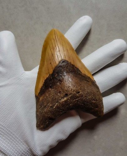 Megalodon haizahn 8 2 - megalodon,