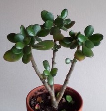 schöner ca. 23 cm großer