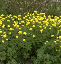 Europäische Trollblume - Trollius europaeus