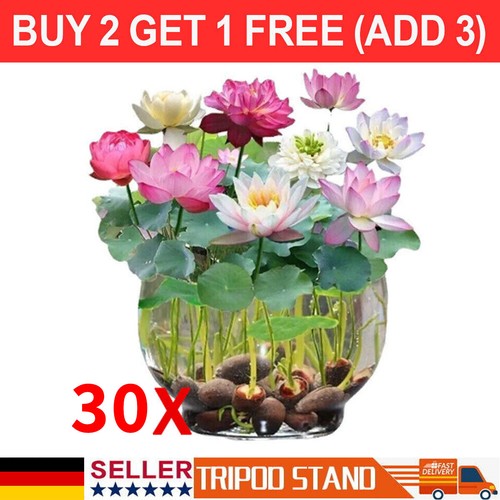 30x samen lotus - 30x,