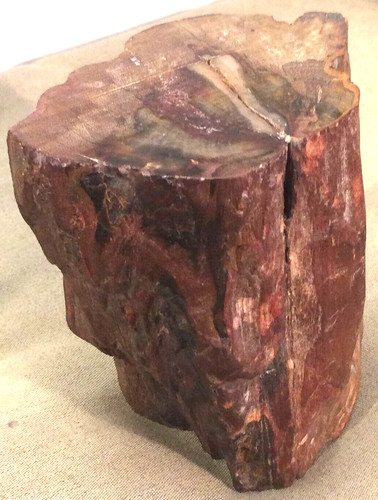 Versteinertes holz herkunft - versteinertes,