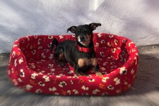 Lovely Dog Bettchen Matratze Hund Katze oval 