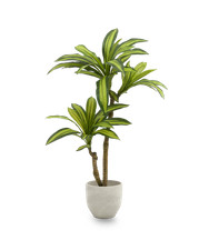 MAIASHOP Künstliche Dracaena