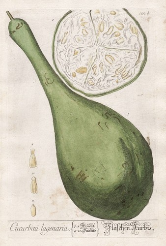 Kürbis calabash pumpkin - calabash,