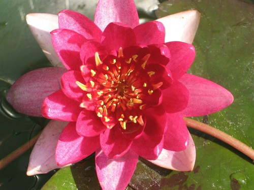 Winterharte seerose nymphaea - winterharte,