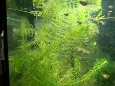 Schwimmpflanzen Aquarium und Teich