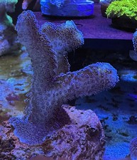 XXL Meerwasser Stein mit Aufwuchs Aquarium Deko