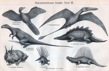 Archaeopteryx lithographica