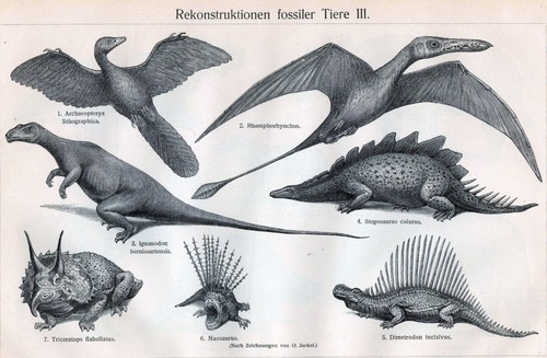 Archaeopteryx lithographica