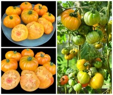 Томат Гном Ниму Dwarf Nimue семена Tomate Seeds Samen