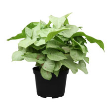 Milk Confetti' Syngonium