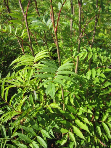 Sorbus hupehensis rufus - sorbus,