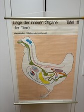 alte Rollkarte Schulwandtafel Schulkarte Lage der inneren Organe Haushuhn (DDR)