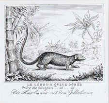 Maus Haselmaus Original