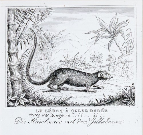 Maus haselmaus original - haselmaus,