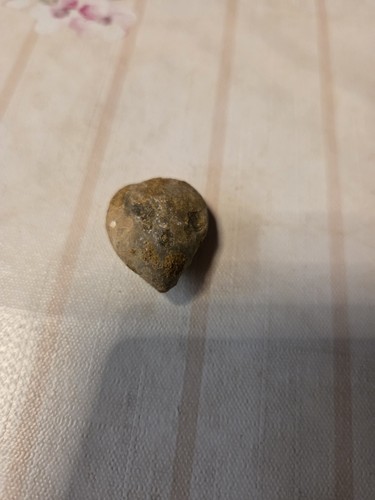 Brachiopoden tere bratula - brachiopoden,