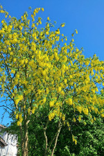 10+ Laburnum anagyroides Goldregen Samen winterhart gelbe Blütentrauben Bonsai
