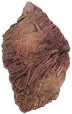 Silur  Platte mit 2x