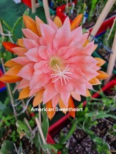 Epiphyllum Blattkakteen