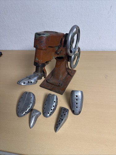 Eupedus schuh - eupedus,