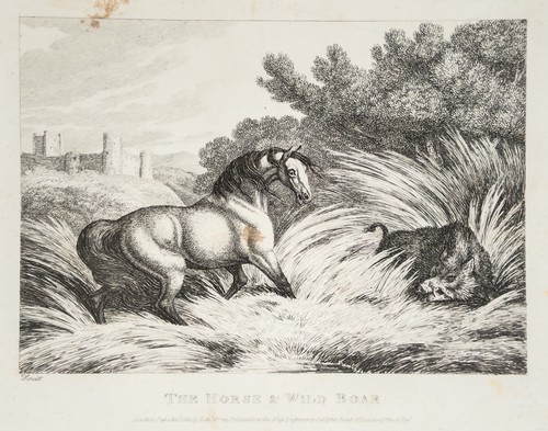 Pferd und wildschwein fabel - pferd,