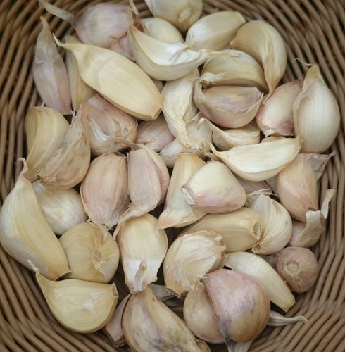Zehen pflanzknoblauch - 15,