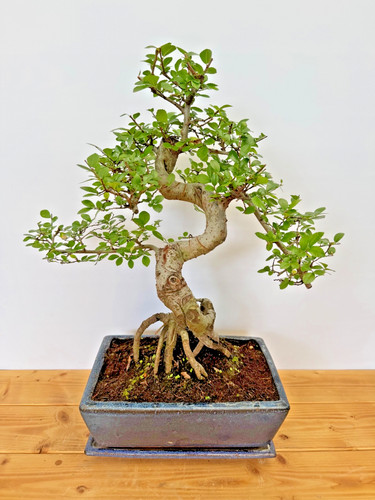 Bonsai chinesische ulme nr - ulme,