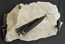 Belemnit Fossil Donnerkeil im/aus  Fundstein präpariert
