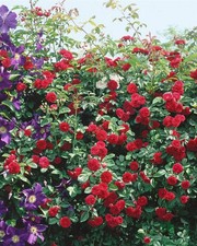 Rosa 'Chevy Chase', Kletterrose, rot, 5-7,5 Liter Container