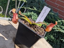 Kannenpflanze Nephentes x Gaya