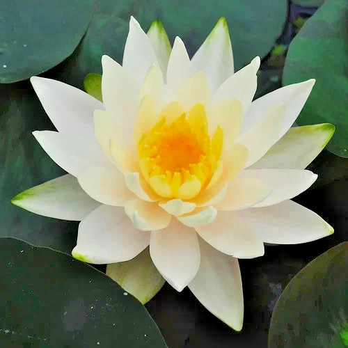 Weiße seerose wasserpflanzen - seerose,