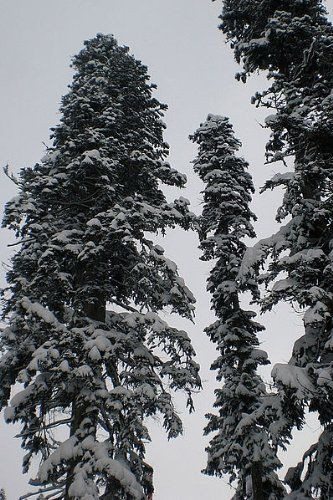 Echte nordmanntanne abies - nordmanntanne, (abies