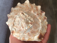 cassis cornuta muschel