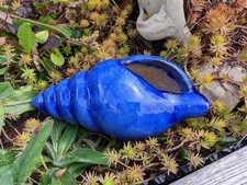 Muschel / Schnecke blau a