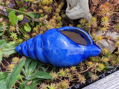 Muschel schnecke blau - /, a
