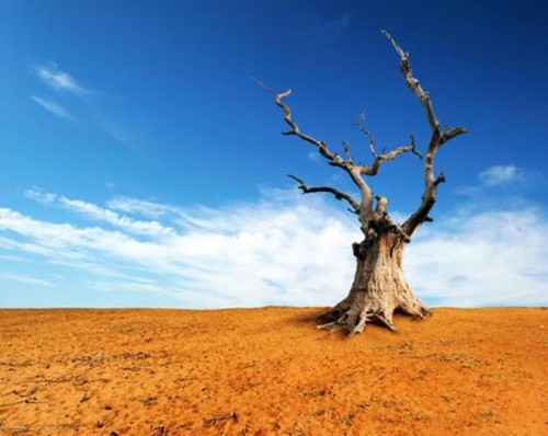 Großer alter und toter baum - und,